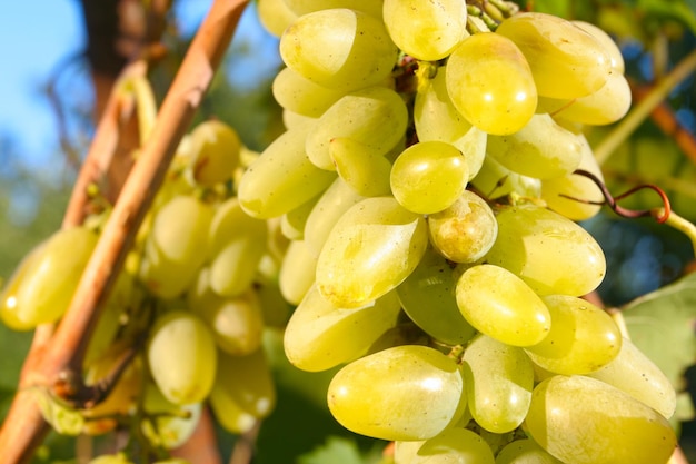 Druiven van wijnstok verlicht door het zonlicht op de herfstwijngaard