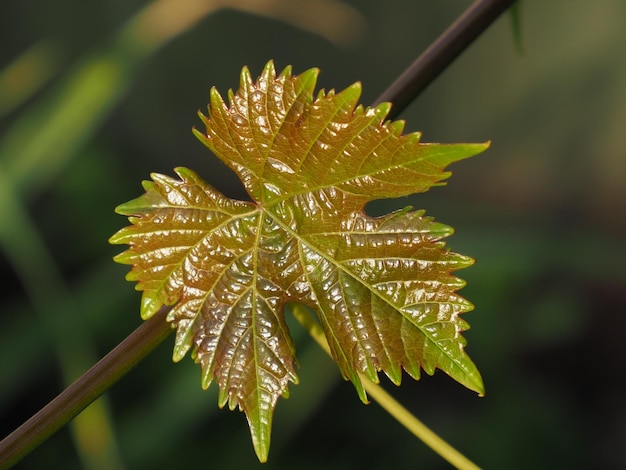 druivenblad in de stralen van de ondergaande zon