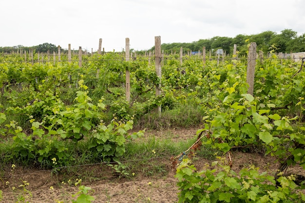 Druivenbladeren en Vineyard Field Landscape, druivenbladeren in de zomer, Oekraïne, Odessa-regio, Shabo