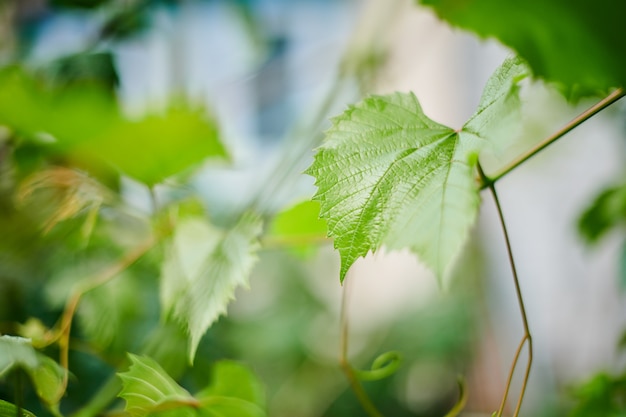 Druivenbladeren in wijngaard. groene wijnstokbladeren bij zonnige september-dag. binnenkort herfstoogst van druiven voor het maken van wijn, jam, sap, gelei, druivenpittenextract, azijn en druivenpitolie.
