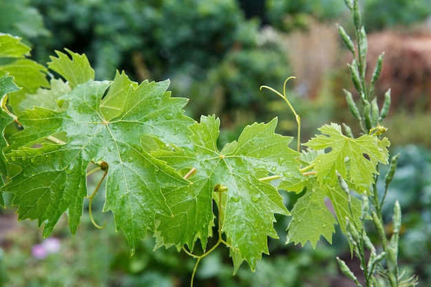 Druivenbladeren met waterdruppels op de struik in zonnige zomerdag.