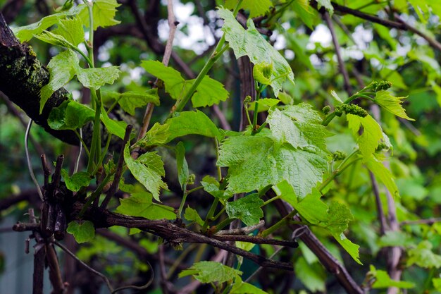 Foto druivenbloesem in het voorjaar op een bewolkte dag