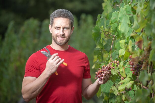 Foto druivenboer snijdt druiven wijngaarder snijdt druiven bos mannelijke wijngaardeigenaar man oogster snijdt druiven van wijnstok