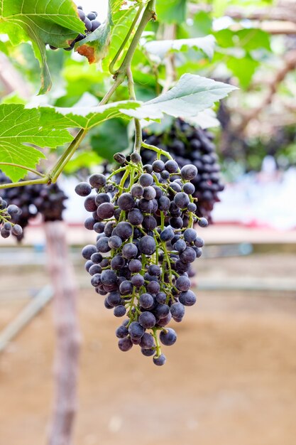 Druivenbosfruit in wijngaard