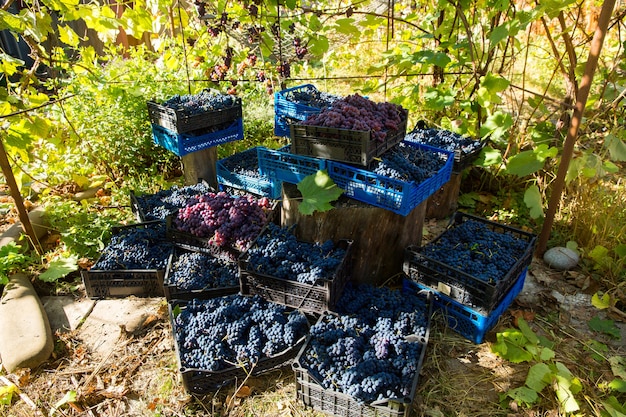 Druivenoogst in de wijngaard. rode en zwarte trossen pinot noir-druiven verzameld in dozen en klaar voor wijnproductie.