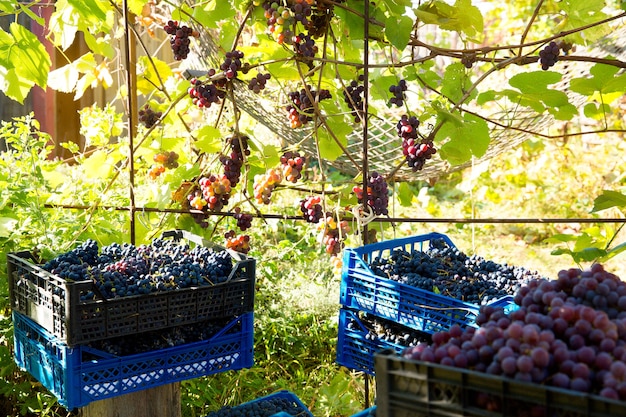 Druivenoogst in de wijngaard. Rode en zwarte trossen Pinot Noir-druiven verzameld in dozen en klaar voor wijnproductie.