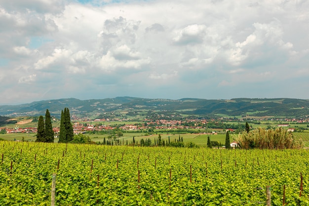 Druivenplantages in een Italiaanse wijnmakerij.