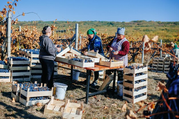 Druivenplukploeg toegewijde individuen die harmonieus werken aan de oogst van rijpe druiven moldavië oct