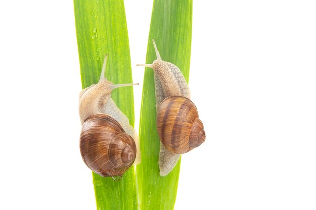 druivenslak kruipen op groene bladeren