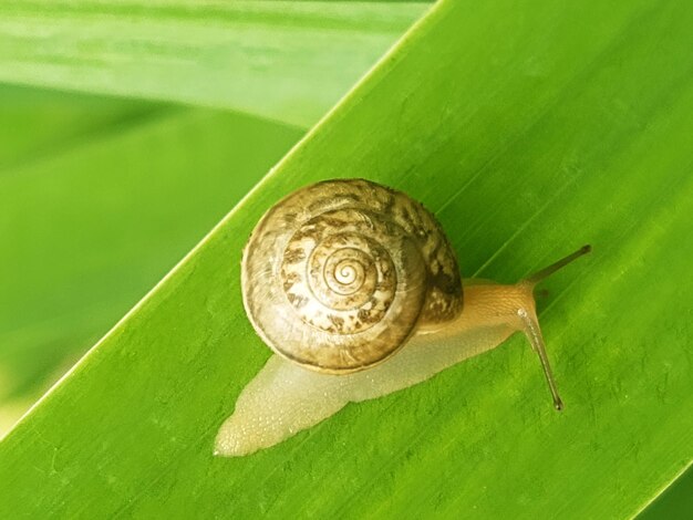 Druivenslak op een groene bladclose-up