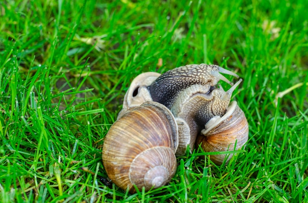 Druivenslakken op groen gras.