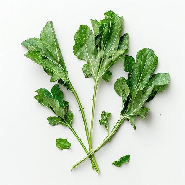 Photo drumstick leaves on white background