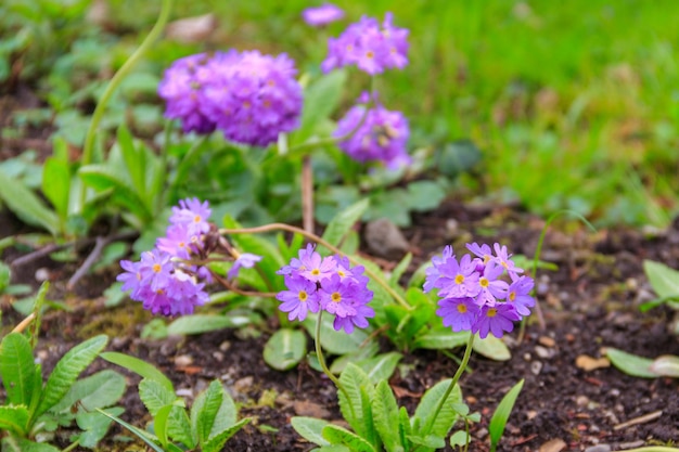 Drumstick primula Primula denticulata on a flowerbed in the garden