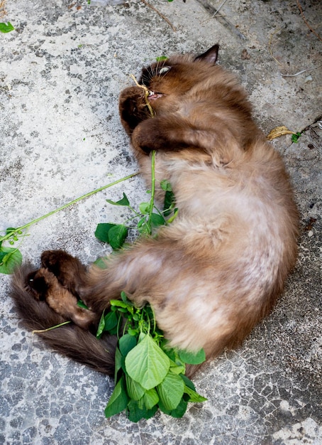 Photo drunk cat after playing nettle cat or acalypha indica or catnip on the floor