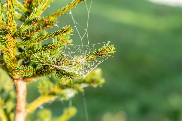 Druppel condensatie op het spinnenweb