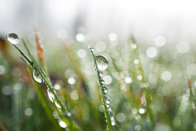 druppel op het groene gras