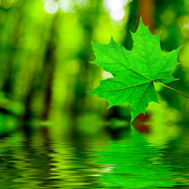 Druppel regen druppelt in het water van een blad op een wit oppervlak