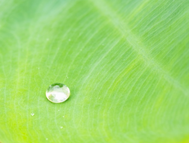 Druppel water op blad, groene bladeren in de natuur