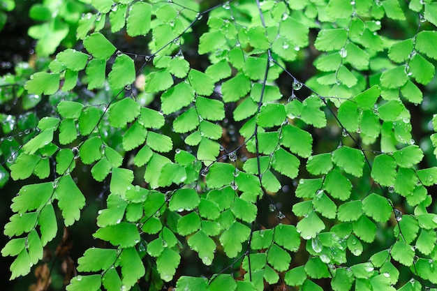 druppel water op groen blad