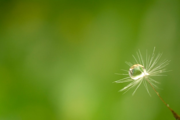 Druppel water op het zaad van een paardenbloem