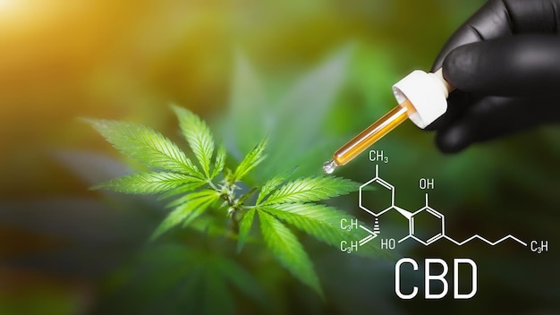 Druppelbuisje met CBD-olie in zwarte handschoen houdt naast groene hennepstruik. Cannabis CBD-formule