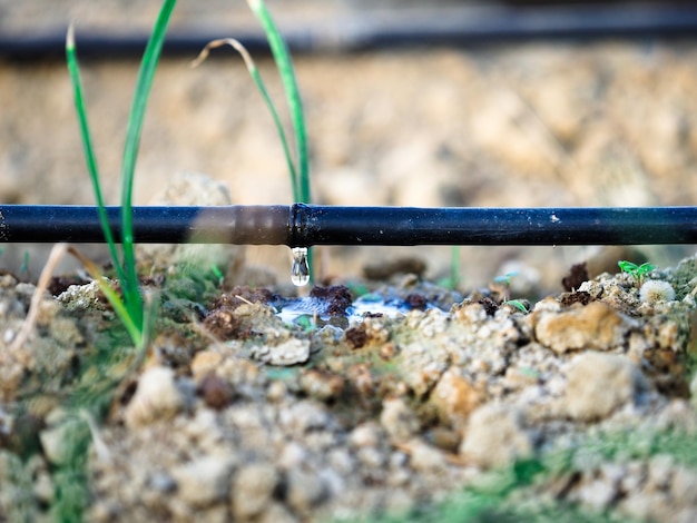 Druppelirrigatiesysteem voor het besparen van water dat wordt gebruikt in een landbouwgebied