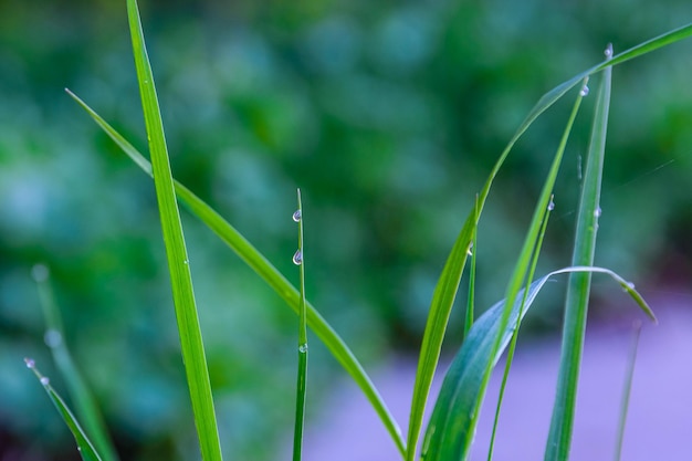 Druppels dauw op een gras in de ochtend