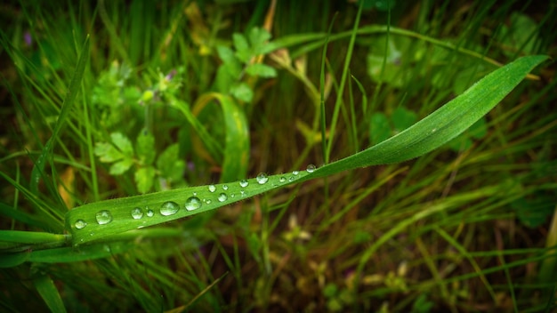 Druppels dauw op een grasblad