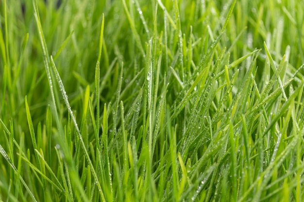 Druppels dauw op een groen gras.