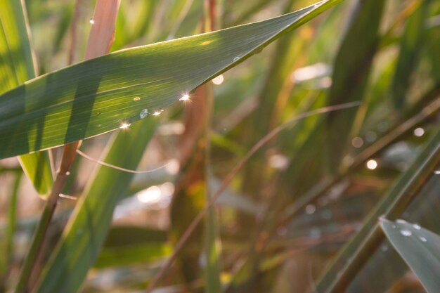 Druppels dauw op een groen gras