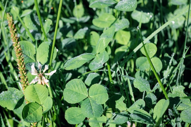 Druppels dauw op groene grasbladeren