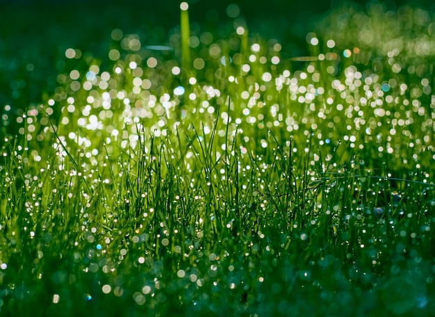 Druppels dauw op het gras in defocus