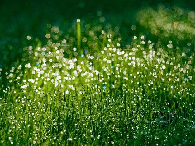 Druppels dauw op het gras in defocus