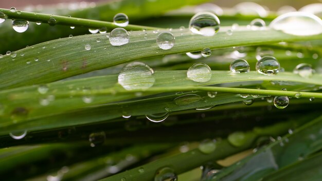 Druppels dauw op het gras.