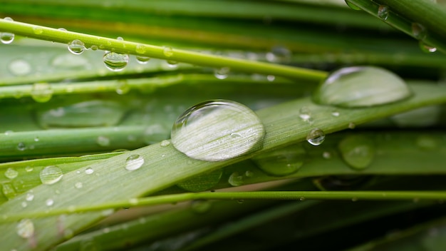 Druppels dauw op het gras.