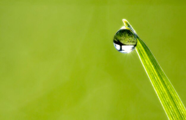 Druppels dauw op het prachtige groene gras, achtergrond close-up