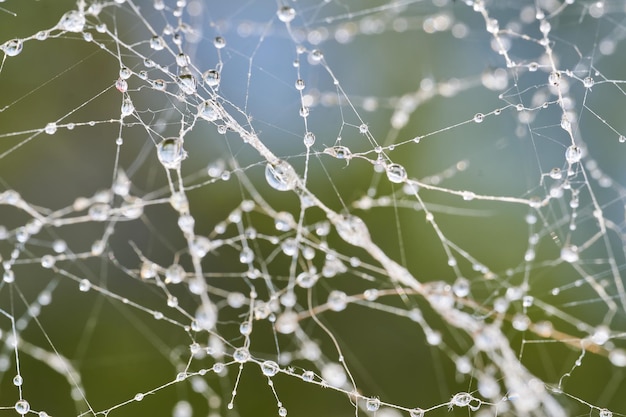 Druppels in een spinnenweb met kleurrijke achtergrond