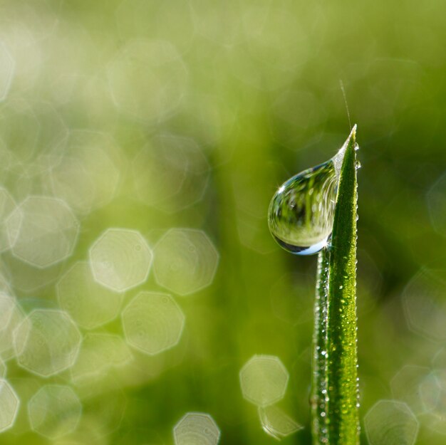 druppels op de groene bladeren