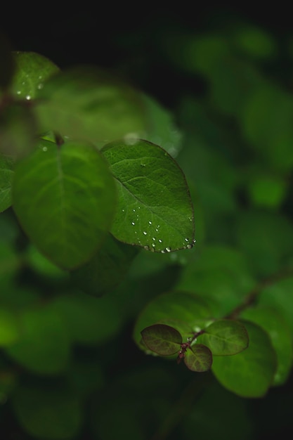 Druppels op groene bladeren na de regen.