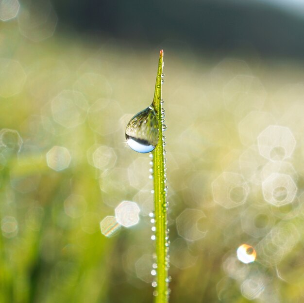 druppels op het groene gras