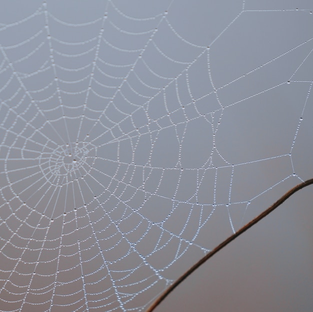 druppels op het spinnenweb in de natuur