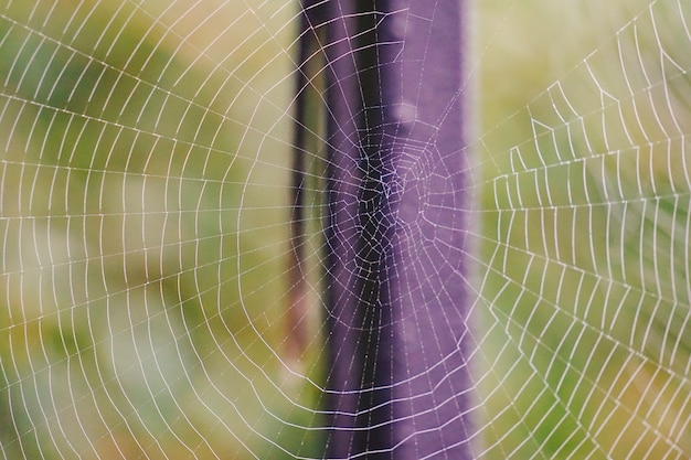 druppels op het spinnenweb in de natuur