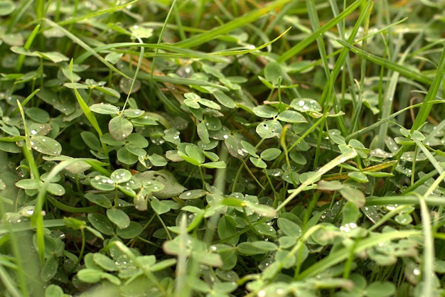 Druppels regen tranen op het groene tedere gras selectieve focus wazig achtergrond banner screensaver achtergrond