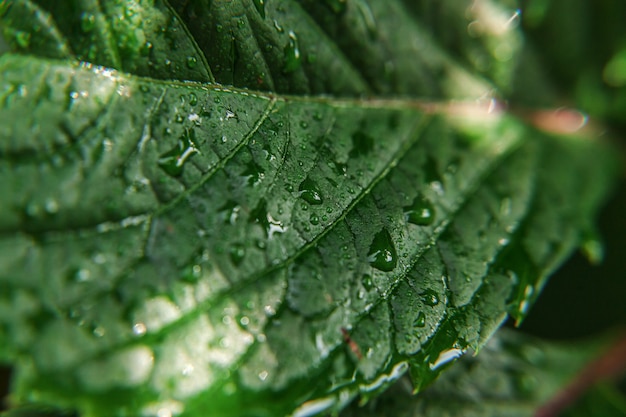Druppels regenwater op groene druivenbladeren in wijngaard in landbouwtuin