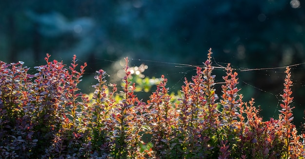 Druppels warme zomerregen vallen op de felrode bladeren van berberis