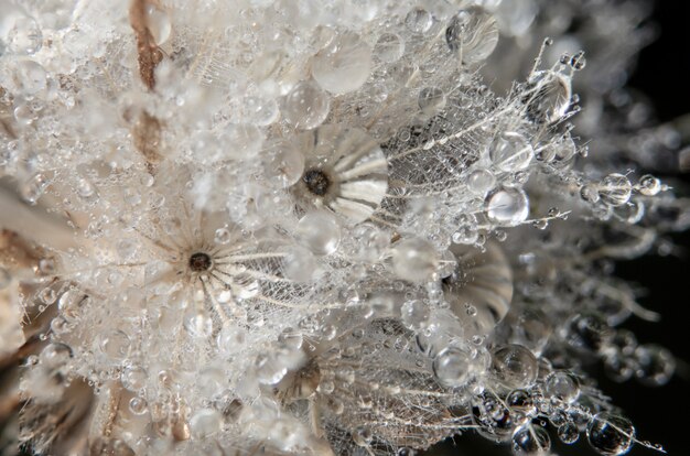 Druppels water op bloem