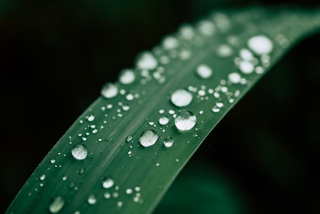 Druppels water op de bladeren. groene natuur achtergrond