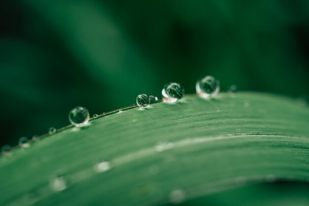 Druppels water op de bladeren. groene natuur achtergrond