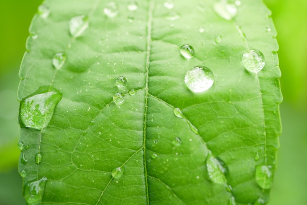 Druppels water op de bladeren. groene natuur