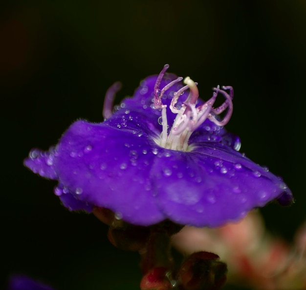 Foto druppels water op de bloem